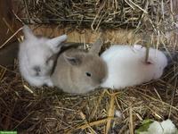 Zwergkaninchen abzugeben