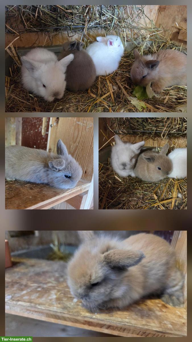 Bild 2: Zwergkaninchen abzugeben