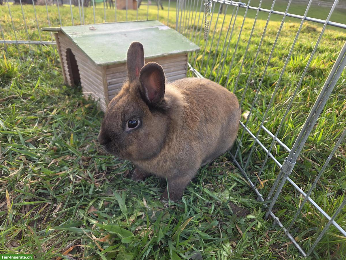 Junger Zwergkaninchen Rammler