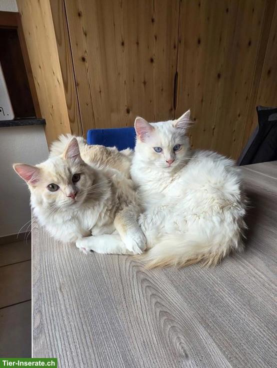 Süsse Ragdoll Kater suchen ein schönes Zuhause