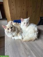 Süsse Ragdoll Kater suchen ein schönes Zuhause