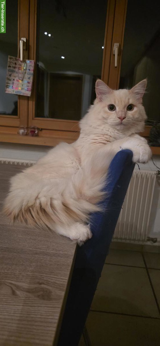 Bild 2: Süsse Ragdoll Kater suchen ein schönes Zuhause