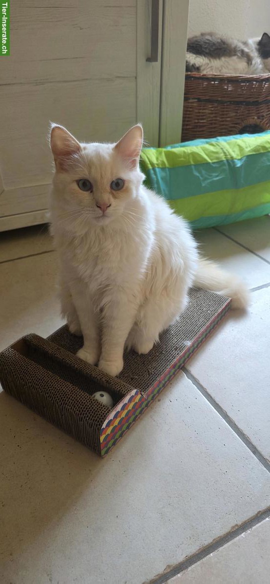 Bild 3: Süsse Ragdoll Kater suchen ein schönes Zuhause