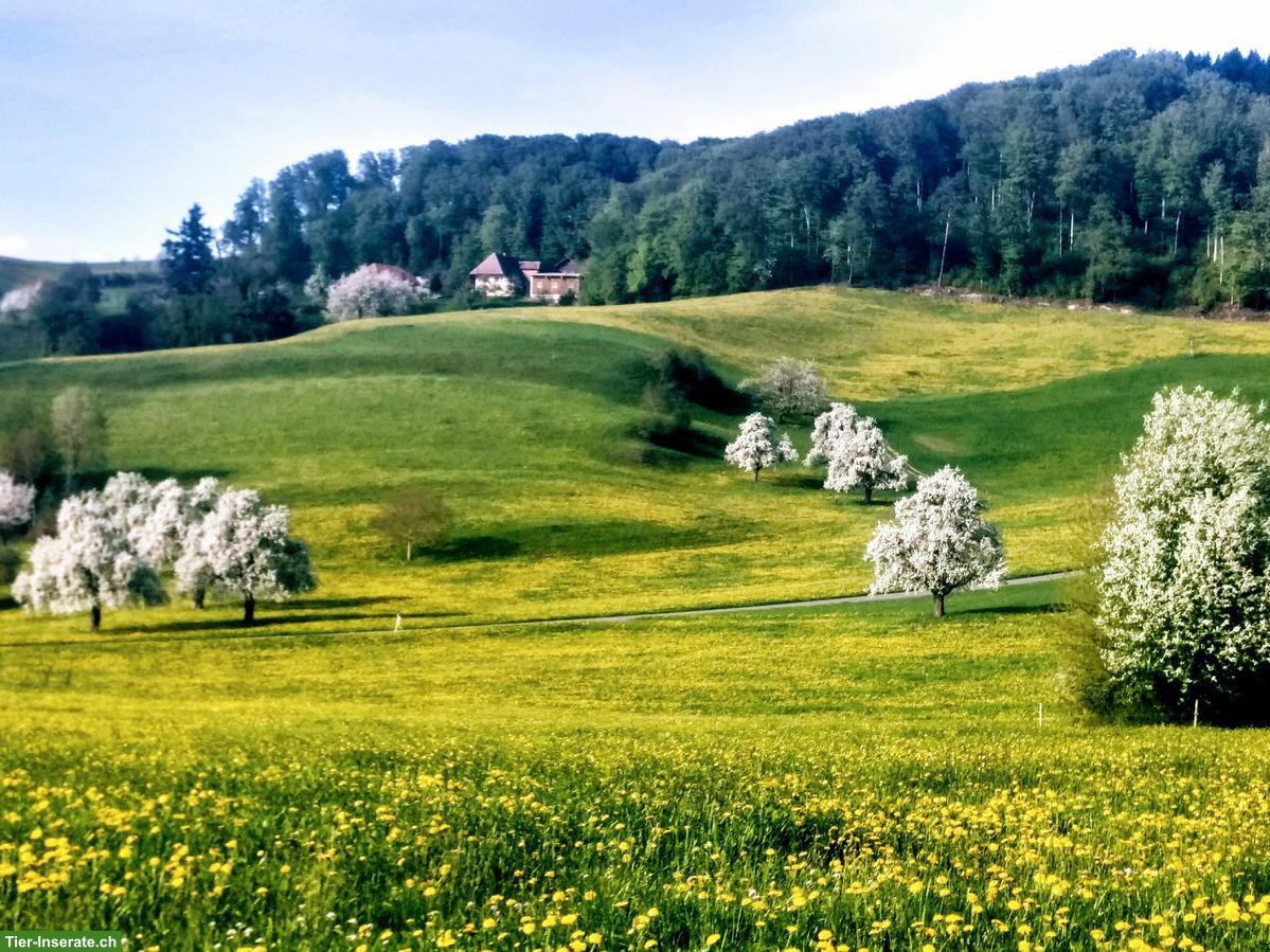 Stall- und Haushaltshilfe für Milchviehbetrieb im Luzerner Hinterland