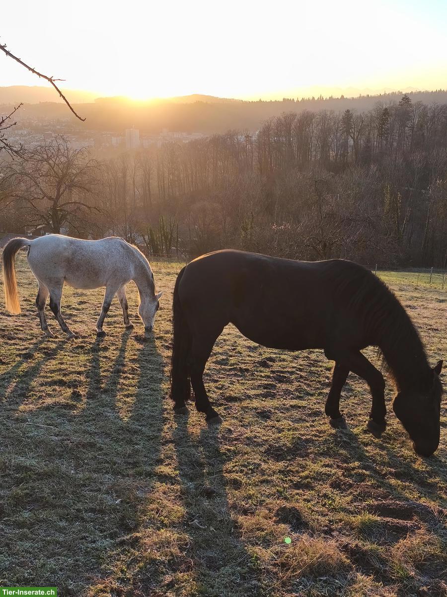 Erfahrene Reitbeteiligung gesucht für unser Team in Oberbözberg AG