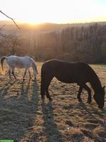 Erfahrene Reitbeteiligung gesucht für unser Team in Oberbözberg AG