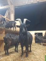 Nera Verzasca-Ziegenbock zu verkaufen