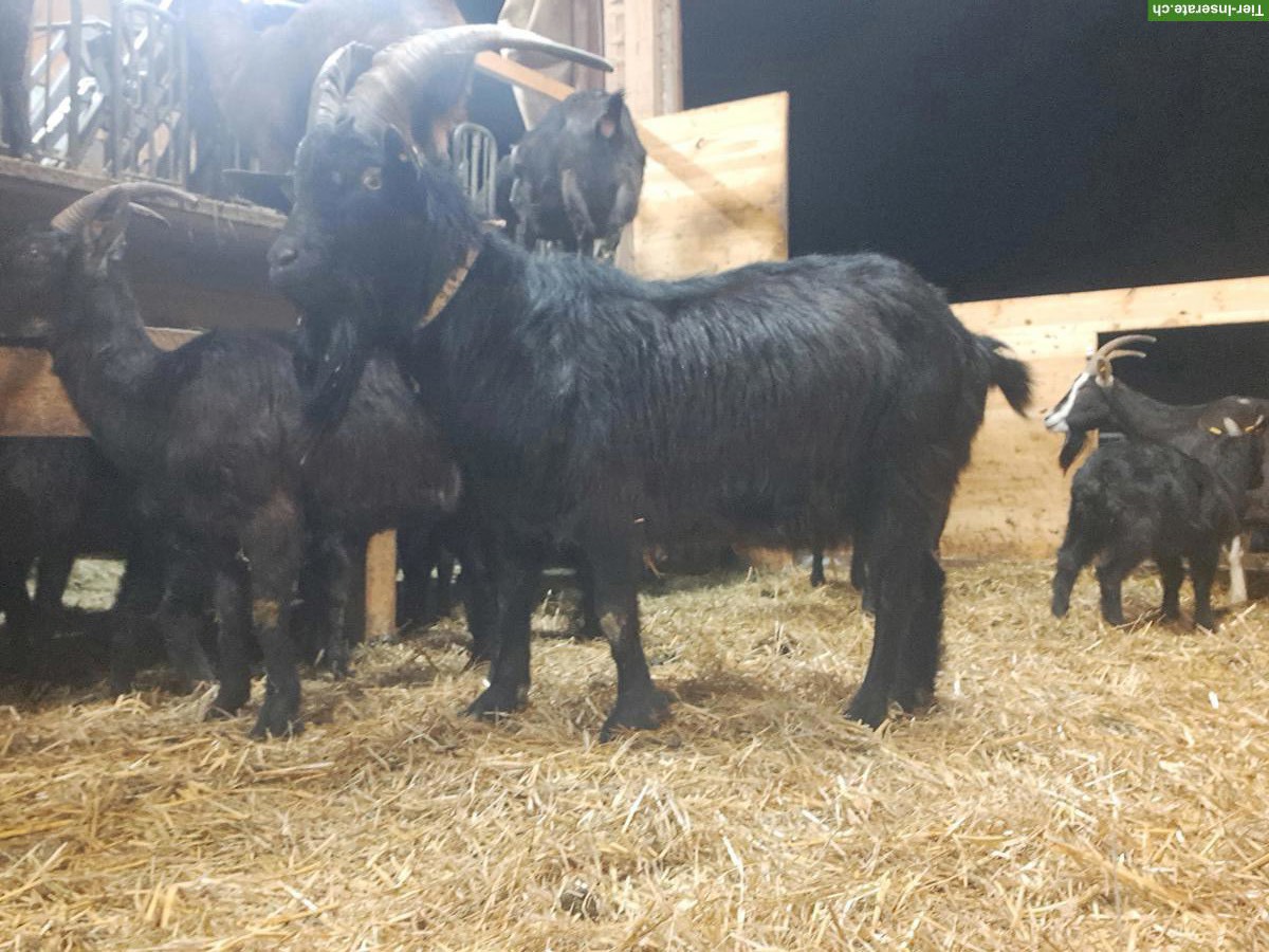 Bild 2: Nera Verzasca-Ziegenbock zu verkaufen