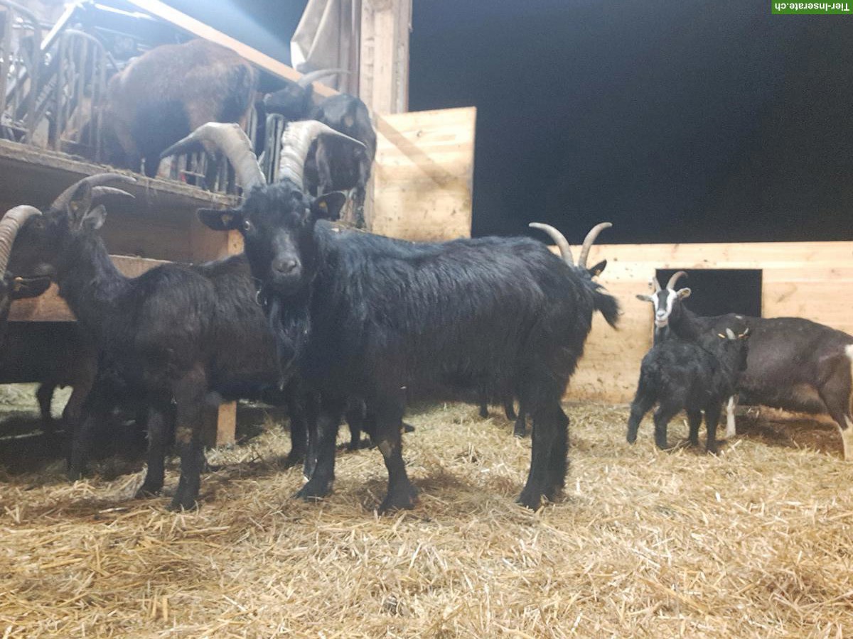 Bild 3: Nera Verzasca-Ziegenbock zu verkaufen