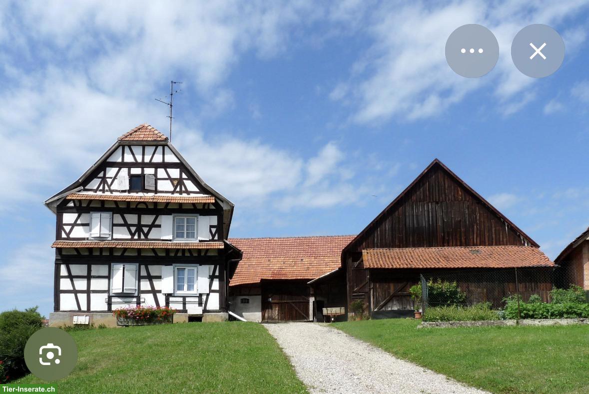 Bauernfamilie sucht dringend ein Zuhause, Kantone AG, ZG, SZ, LU