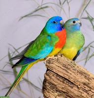 Glanzsittich Paar GESUCHT