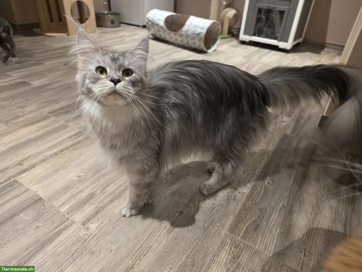 1-jährige Maine Coon sucht neues Zuhause