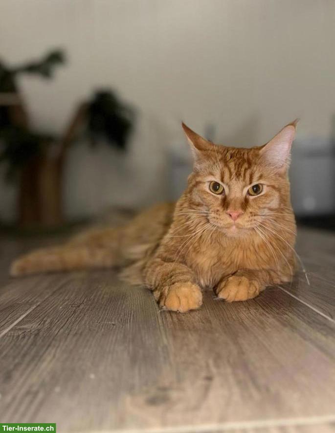 Maine Coon Kater (1-jährig, kastriert) sucht neues Zuhause