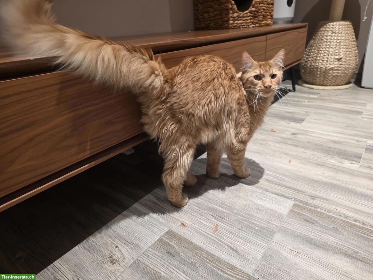 Bild 2: Maine Coon Kater (1-jährig, kastriert) sucht neues Zuhause