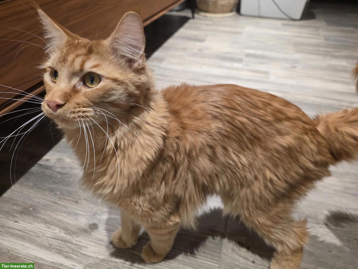 Bild 3: Maine Coon Kater (1-jährig, kastriert) sucht neues Zuhause