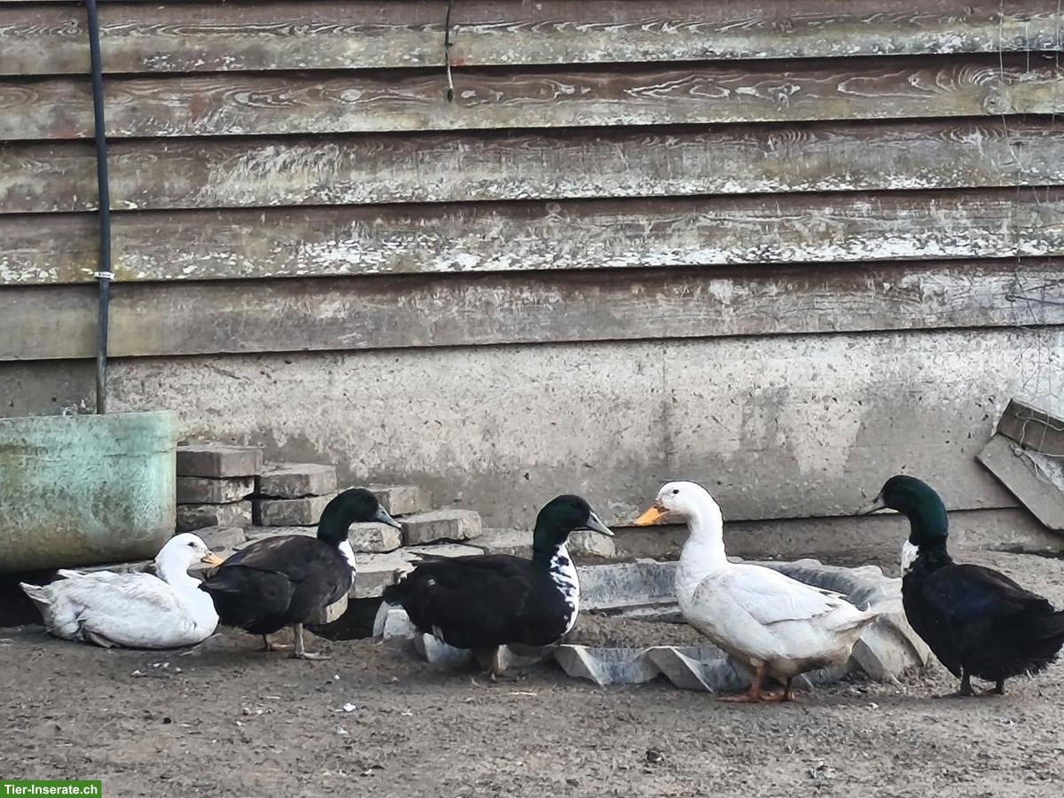 Pommernente zu verkaufen