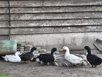 Pommernente zu verkaufen