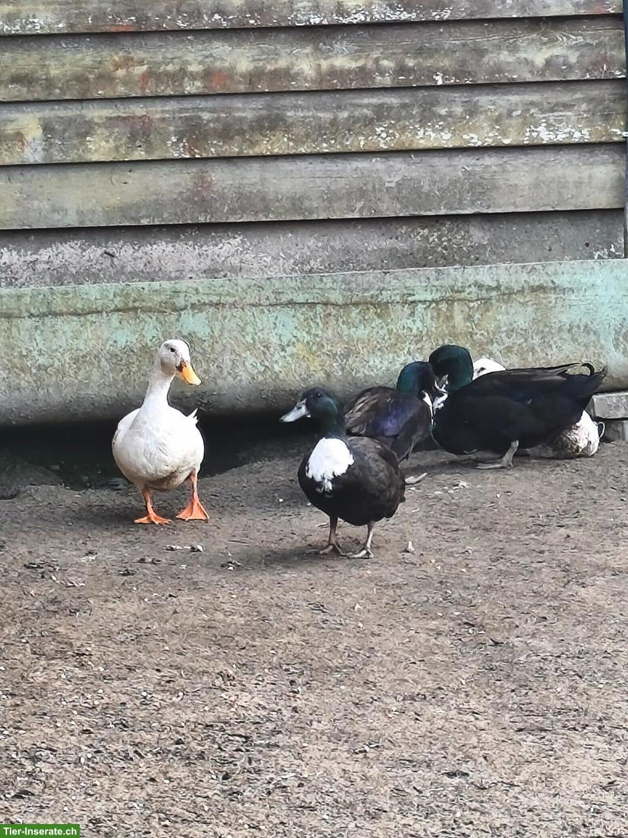 Bild 2: Pommernente zu verkaufen