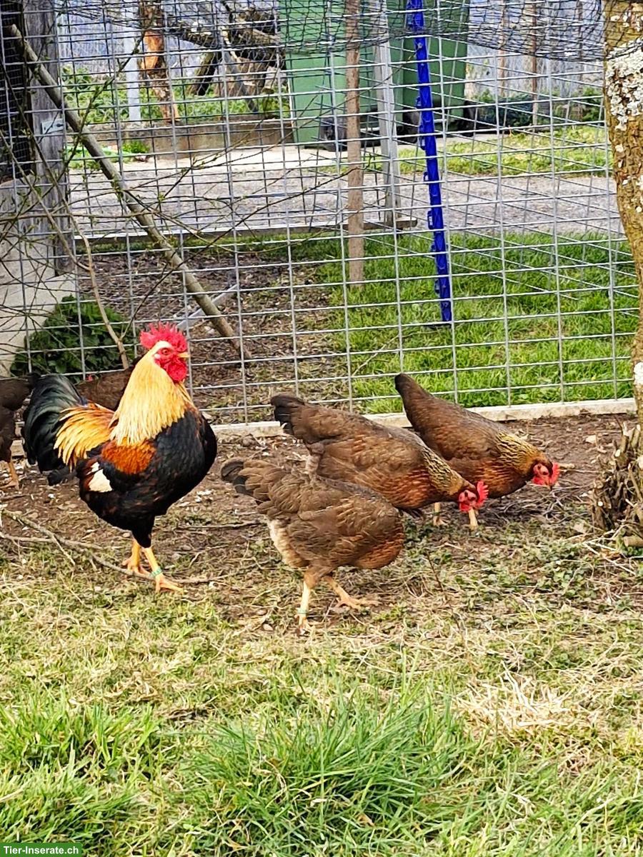 Zwerg-Welsumer Hühnergruppe, orangefarbig