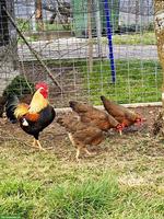 Zwerg-Welsumer Hühnergruppe, orangefarbig