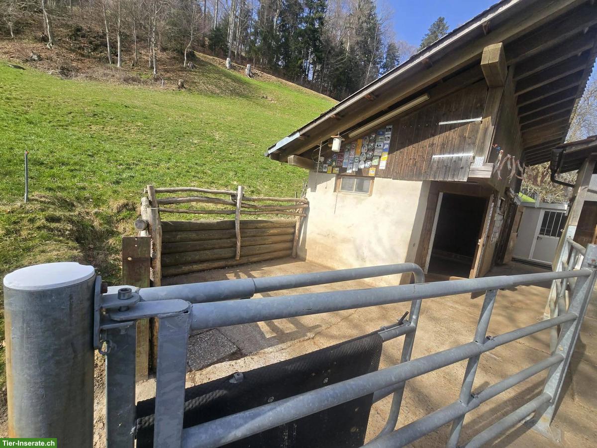 Vermieten Selbstversorger Pferdestall in Wald im ZH-Oberland