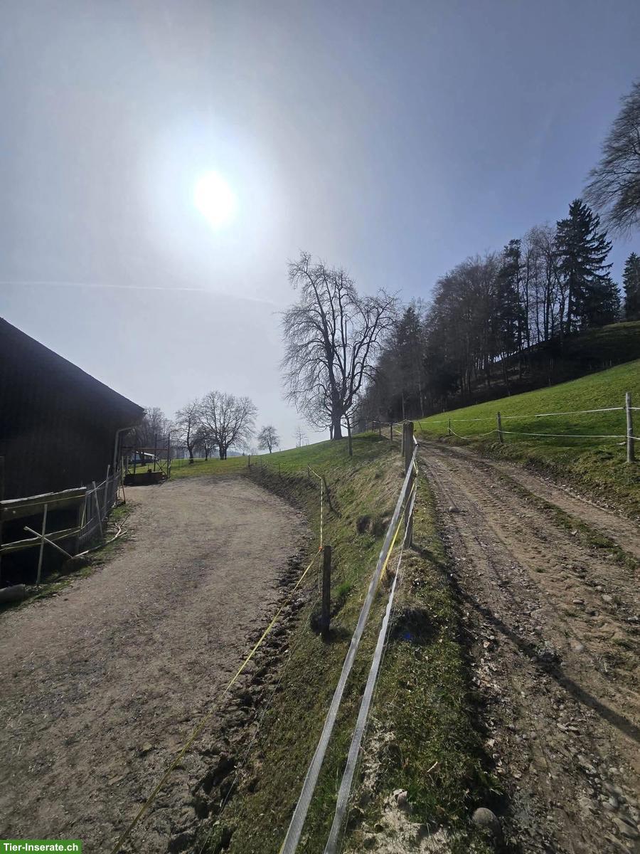 Bild 2: Vermieten Selbstversorger Pferdestall in Wald im ZH-Oberland