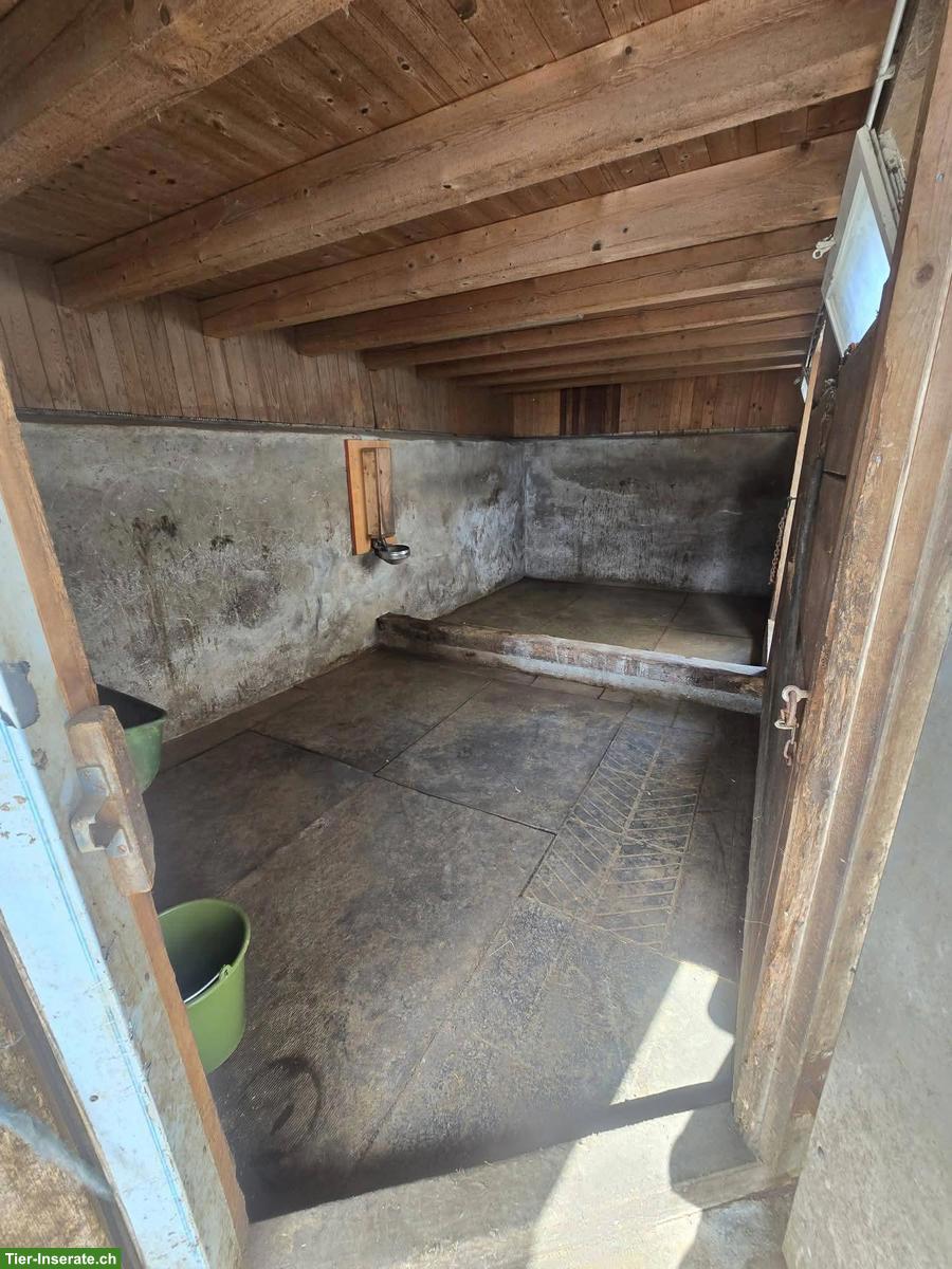 Bild 3: Vermieten Selbstversorger Pferdestall in Wald im ZH-Oberland