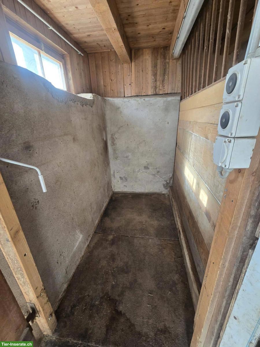 Bild 4: Vermieten Selbstversorger Pferdestall in Wald im ZH-Oberland