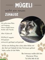 Mügeli, eine 9-jährige Katze sucht Zuhause mit Freigang