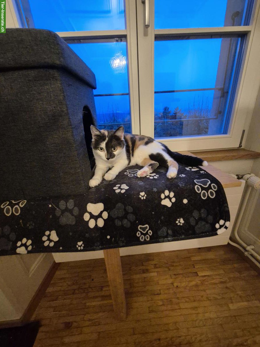 Bild 2: Mügeli, eine 9-jährige Katze sucht Zuhause mit Freigang