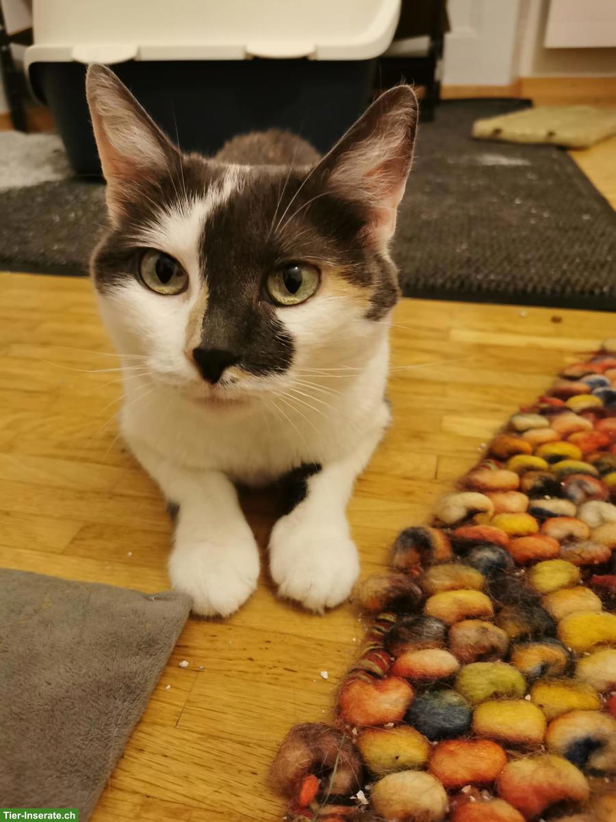 Bild 3: Mügeli, eine 9-jährige Katze sucht Zuhause mit Freigang