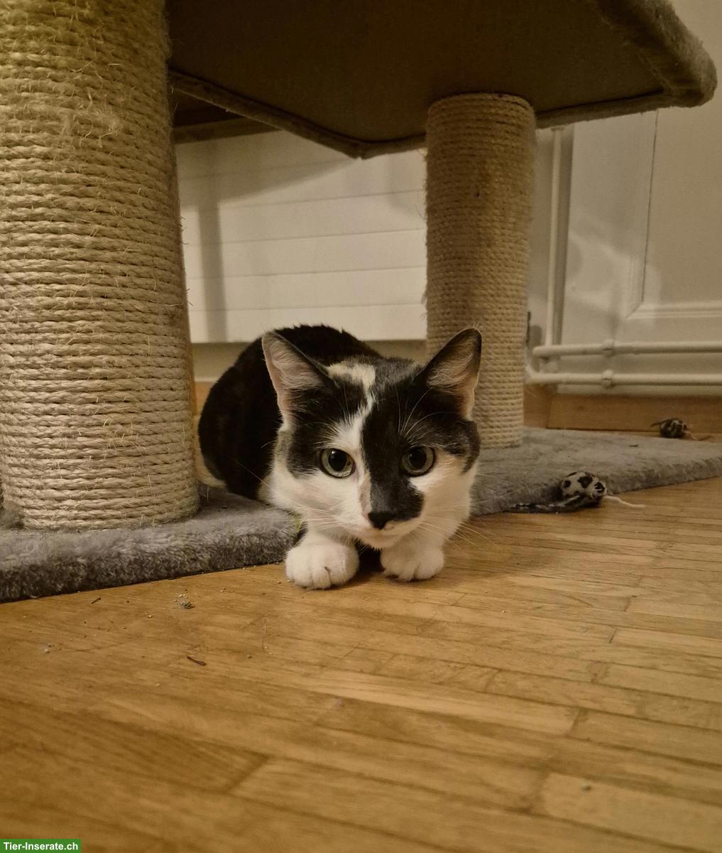 Bild 4: Mügeli, eine 9-jährige Katze sucht Zuhause mit Freigang