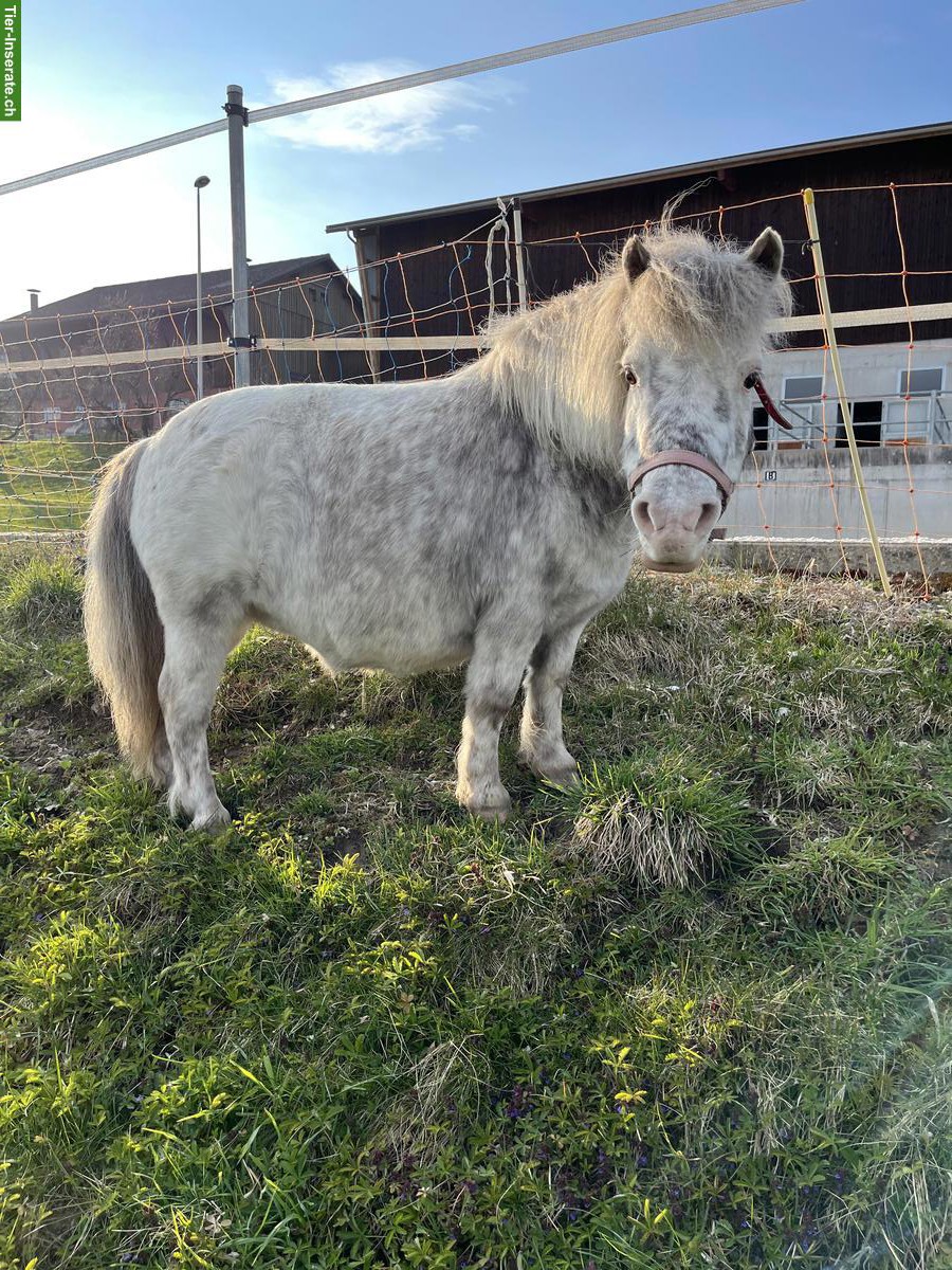 Liebe Mini-Shetty Stute zu verkaufen