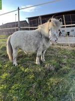 Liebe Mini-Shetty Stute zu verkaufen