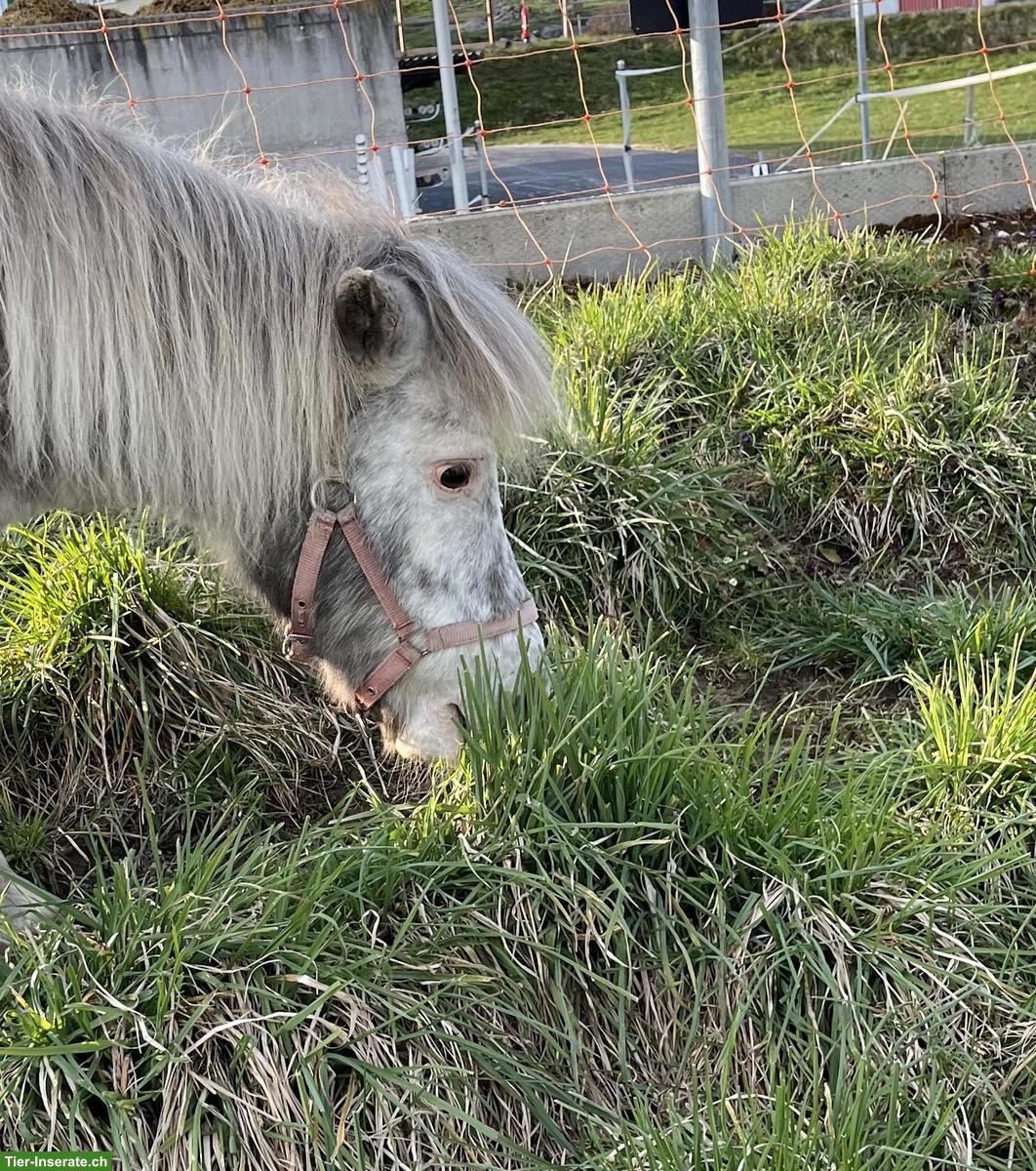 Bild 2: Liebe Mini-Shetty Stute zu verkaufen