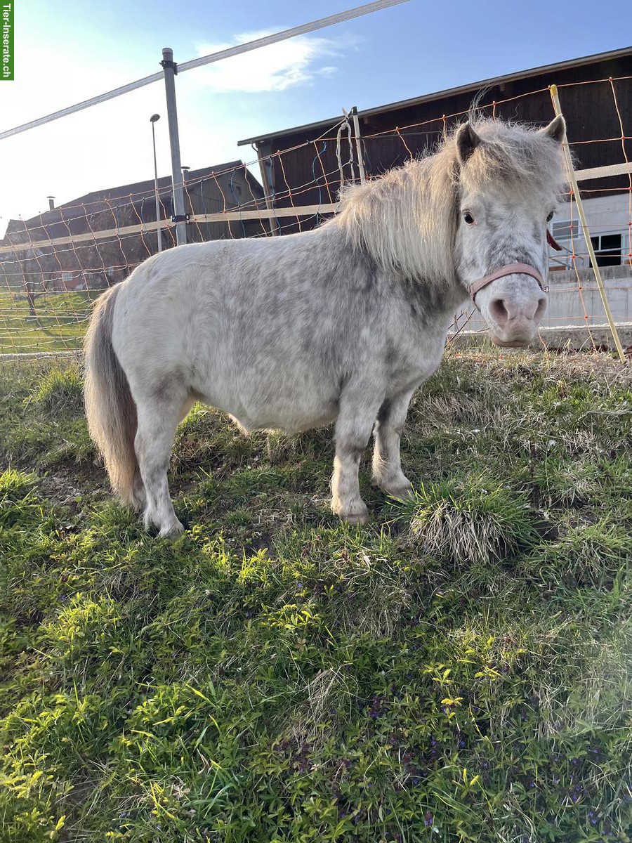 Bild 3: Liebe Mini-Shetty Stute zu verkaufen