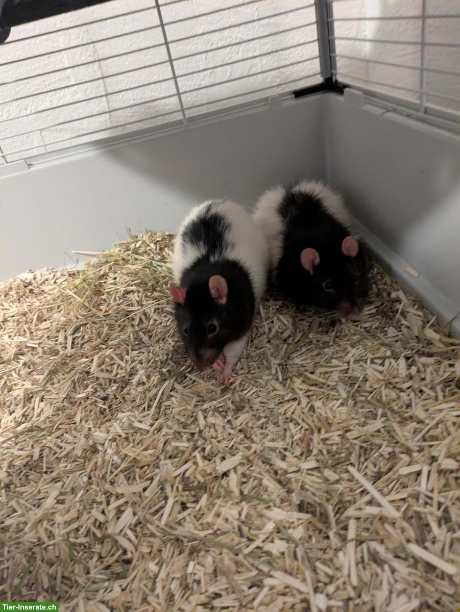 3 Ratten Männchen mit Käfig und Zubehör