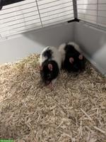 3 Ratten Männchen mit Käfig und Zubehör