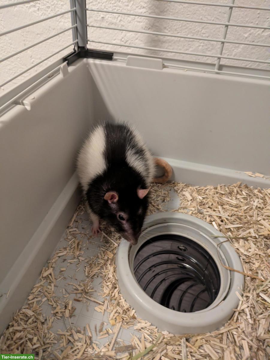 Bild 2: 3 Ratten Männchen mit Käfig und Zubehör