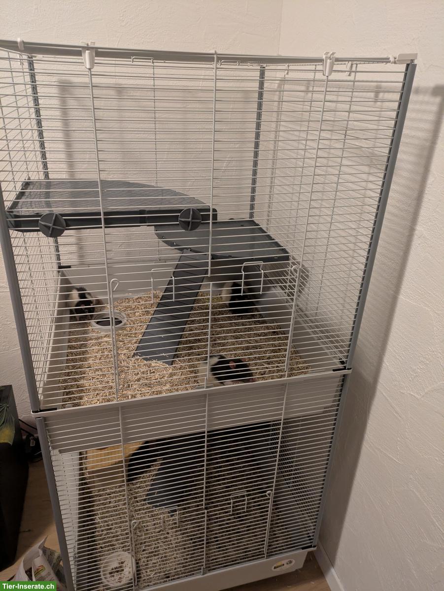 Bild 3: 3 Ratten Männchen mit Käfig und Zubehör