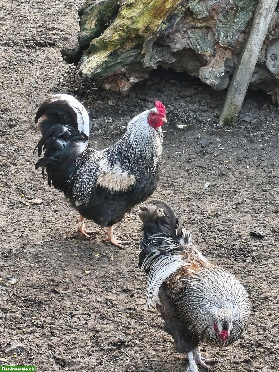 Schöne Güggel in verschiedenen Farben zu verkaufen