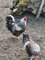 Schöne Güggel in verschiedenen Farben zu verkaufen