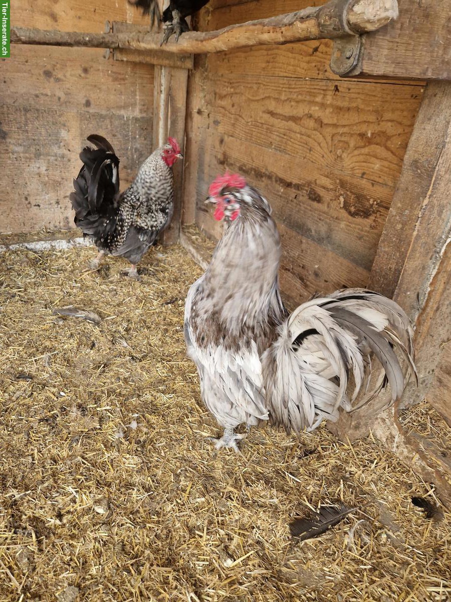 Bild 2: Schöne Güggel in verschiedenen Farben zu verkaufen