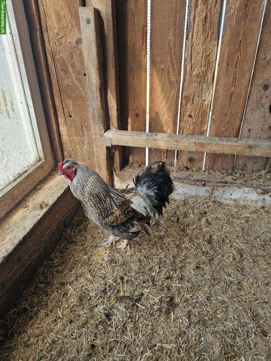 Bild 3: Schöne Güggel in verschiedenen Farben zu verkaufen