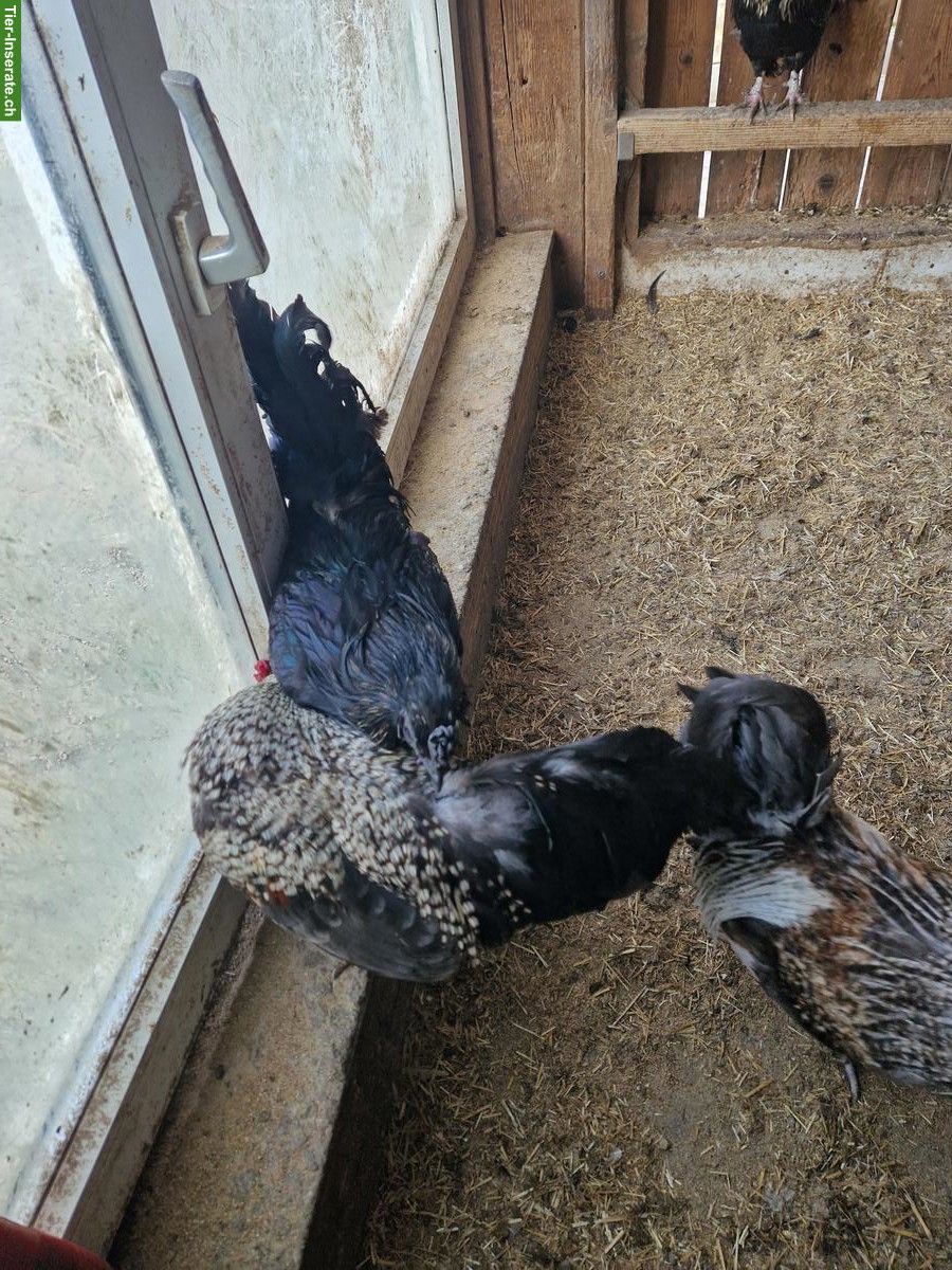 Bild 4: Schöne Güggel in verschiedenen Farben zu verkaufen