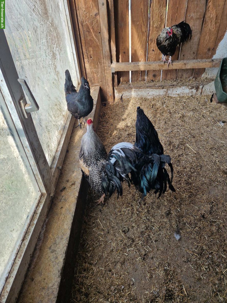 Bild 5: Schöne Güggel in verschiedenen Farben zu verkaufen