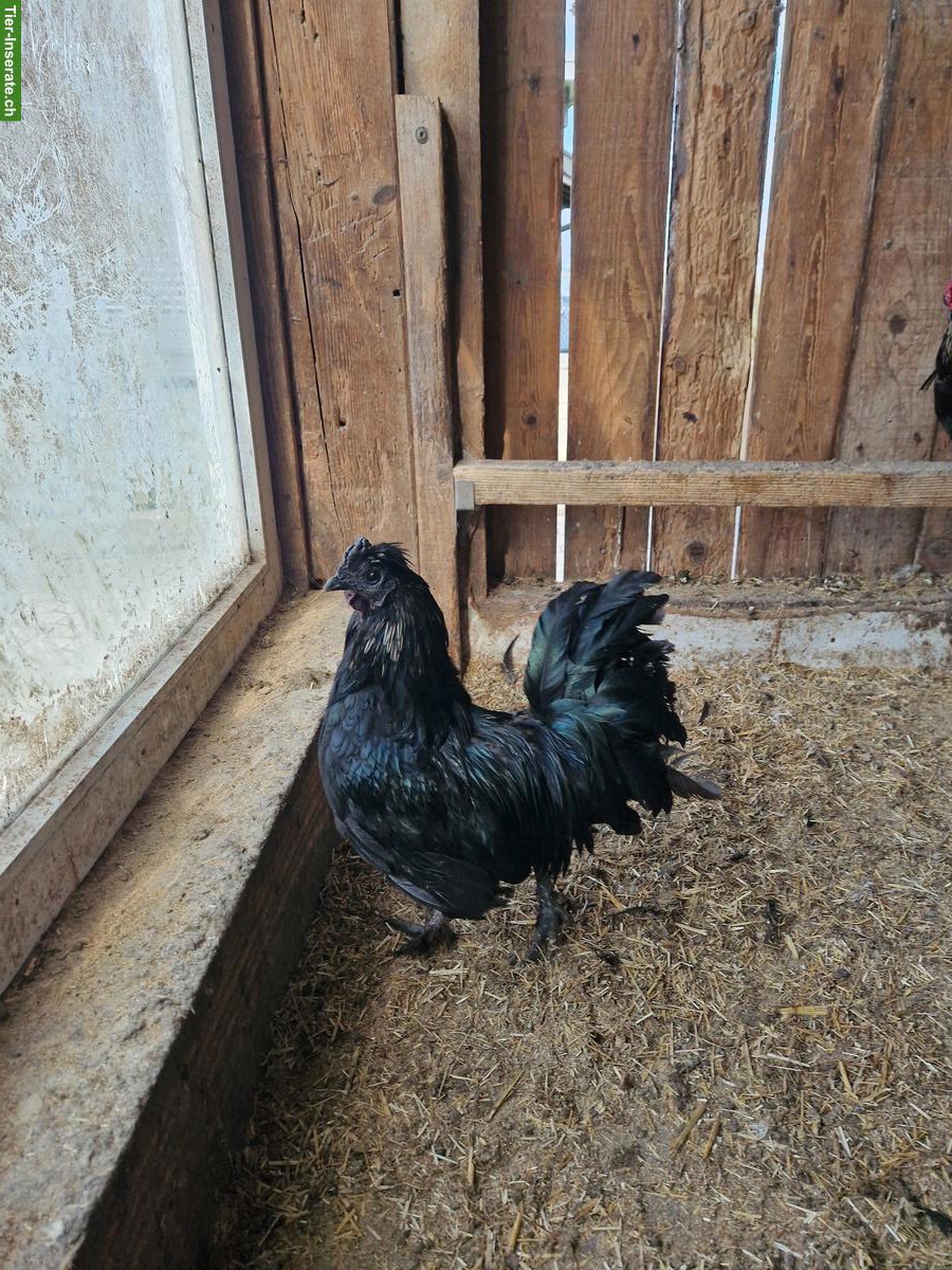 Bild 6: Schöne Güggel in verschiedenen Farben zu verkaufen