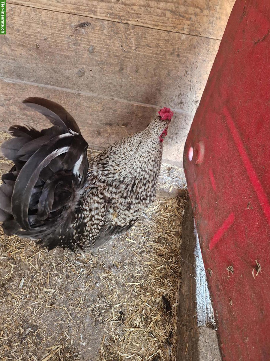 Bild 7: Schöne Güggel in verschiedenen Farben zu verkaufen