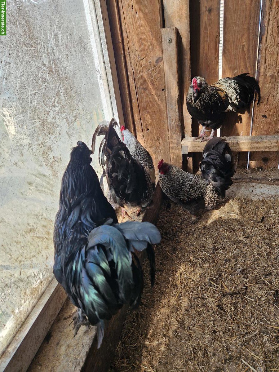 Bild 8: Schöne Güggel in verschiedenen Farben zu verkaufen