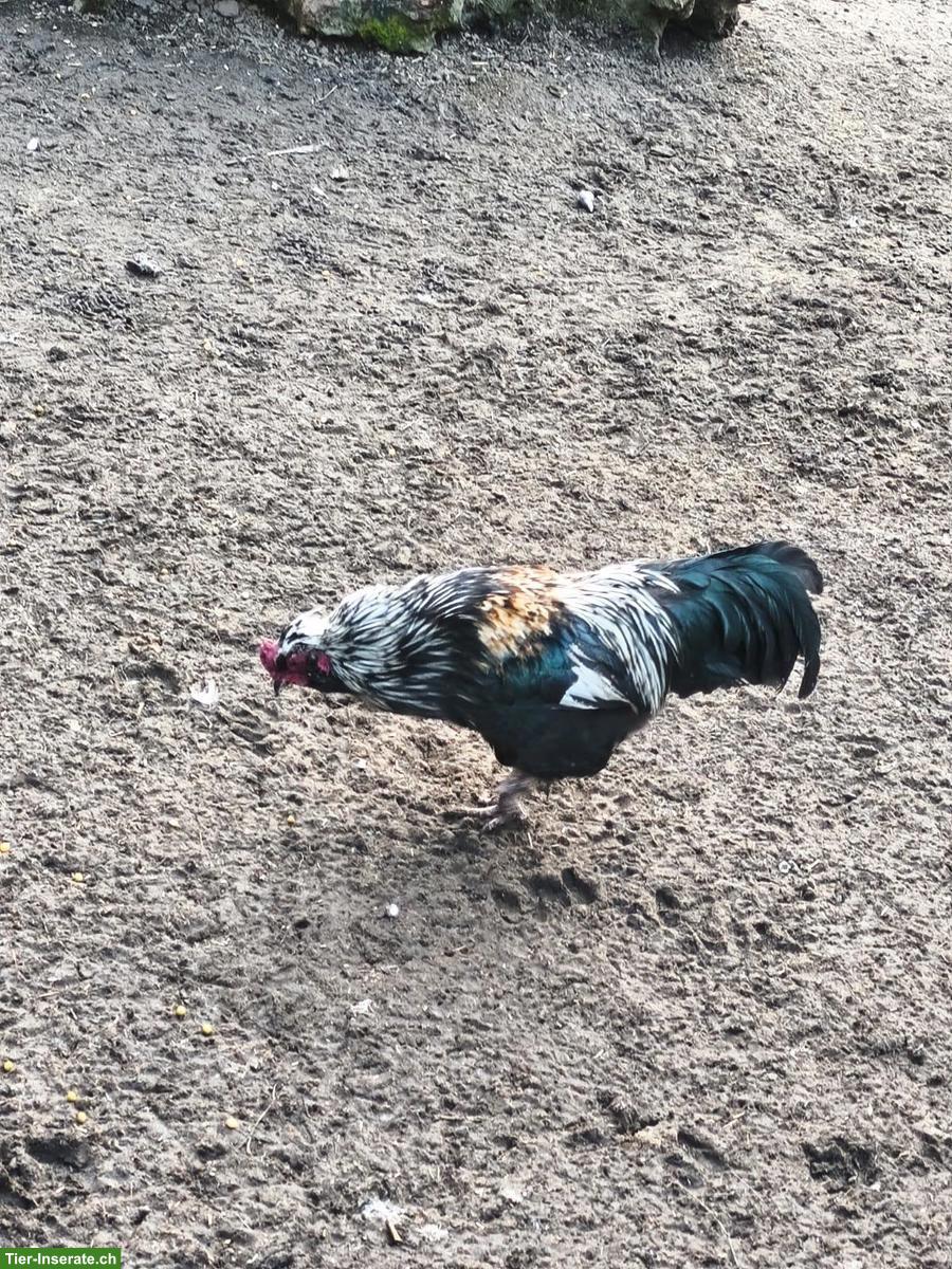 Bild 9: Schöne Güggel in verschiedenen Farben zu verkaufen